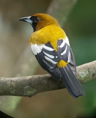 Icterus leucopteryx