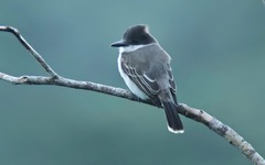 Tyrannus caudifasciatus