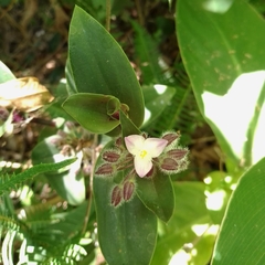 Tradescantia cerinthoides