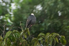 Patagioenas leucocephala