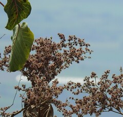 Heliocarpus terebinthinaceus