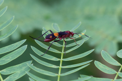 Compsocryptus melanostigma