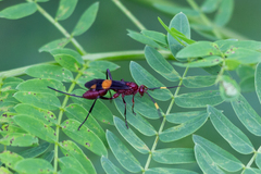 Compsocryptus melanostigma
