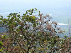 Heliocarpus terebinthinaceus