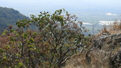 Heliocarpus terebinthinaceus