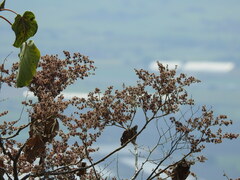Heliocarpus terebinthinaceus