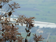 Heliocarpus terebinthinaceus