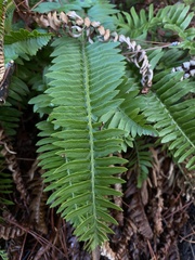 Polystichum imbricans imbricans