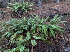 Polystichum imbricans imbricans