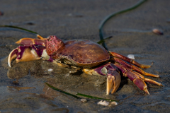 Metacarcinus gracilis