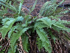 Polystichum imbricans imbricans