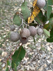 Corymbia calophylla