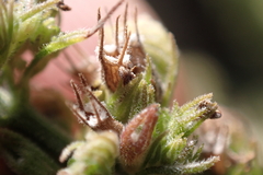 Mesosphaerum pectinatum