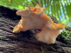 Laetiporus versisporus