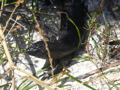 Egernia kingii