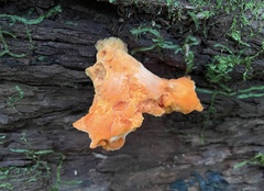 Laetiporus versisporus