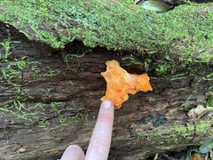 Laetiporus versisporus