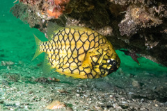 Cleidopus gloriamaris