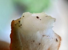 Laetiporus versisporus