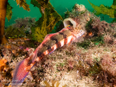 Eupetrichthys angustipes