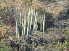 Isolatocereus dumortieri