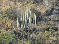 Isolatocereus dumortieri