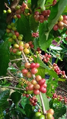 Coffea arabica