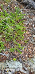 Veronica vernicosa