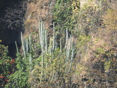 Isolatocereus dumortieri