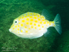 Anoplocapros inermis