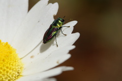 Anthaxiini