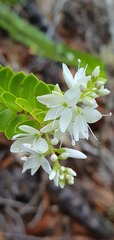 Veronica vernicosa