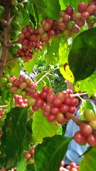 Coffea arabica
