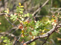 Bursera cuneata