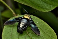 Sataspes tagalica