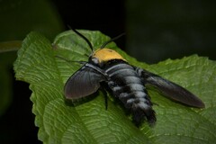 Sataspes tagalica