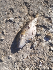 Sphoeroides testudineus