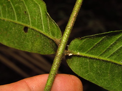Dysoxylum rufum