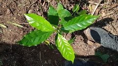 Coffea arabica