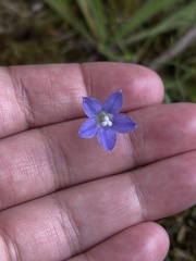 Wahlenbergia violacea