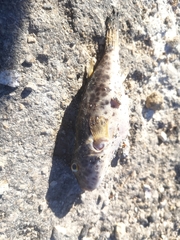 Sphoeroides testudineus