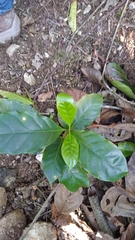 Coffea arabica