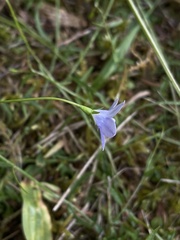 Wahlenbergia violacea