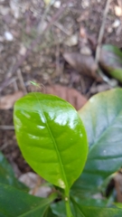Coffea arabica