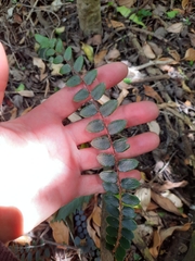 Pellaea rotundifolia