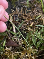 Wahlenbergia violacea