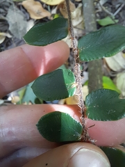 Pellaea rotundifolia