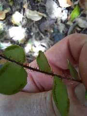 Pellaea rotundifolia