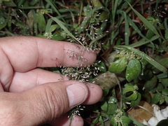 Eragrostis