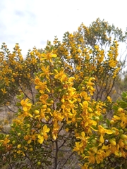 Larrea cuneifolia
